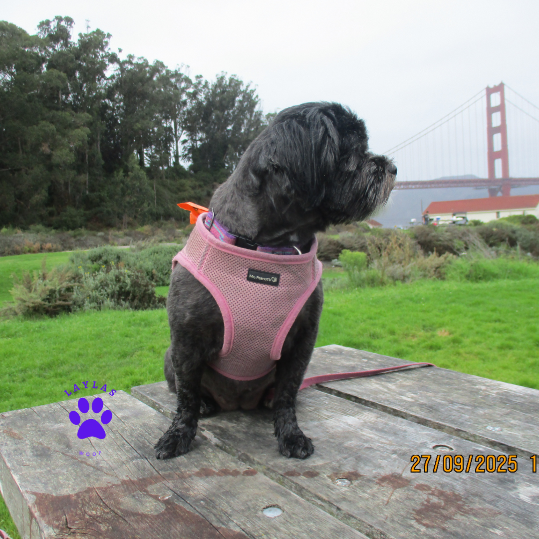 Mr. Peanut's PupTrek Soft Mesh Pet Harness with Matching Leash