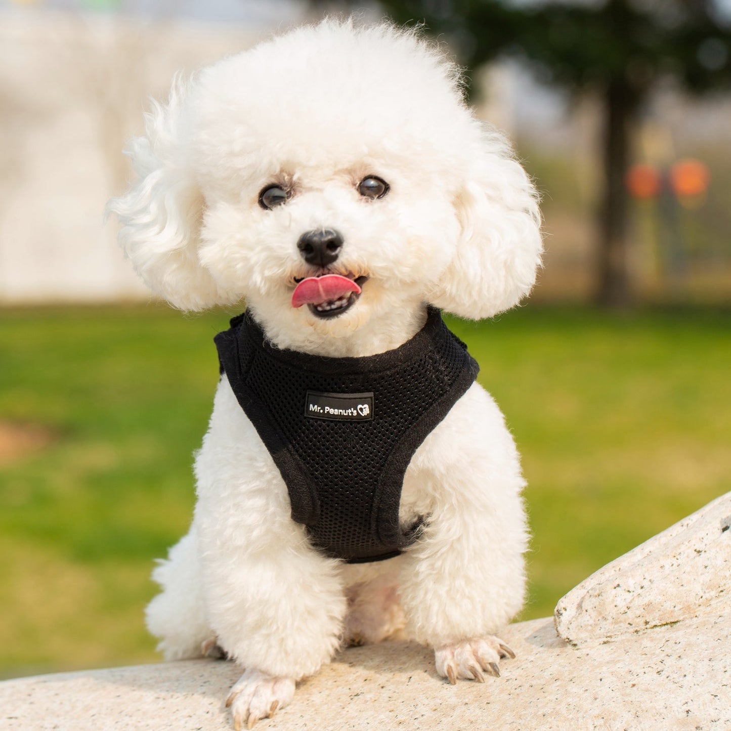 Mr. Peanut's PupTrek Soft Mesh Pet Harness with Matching Leash