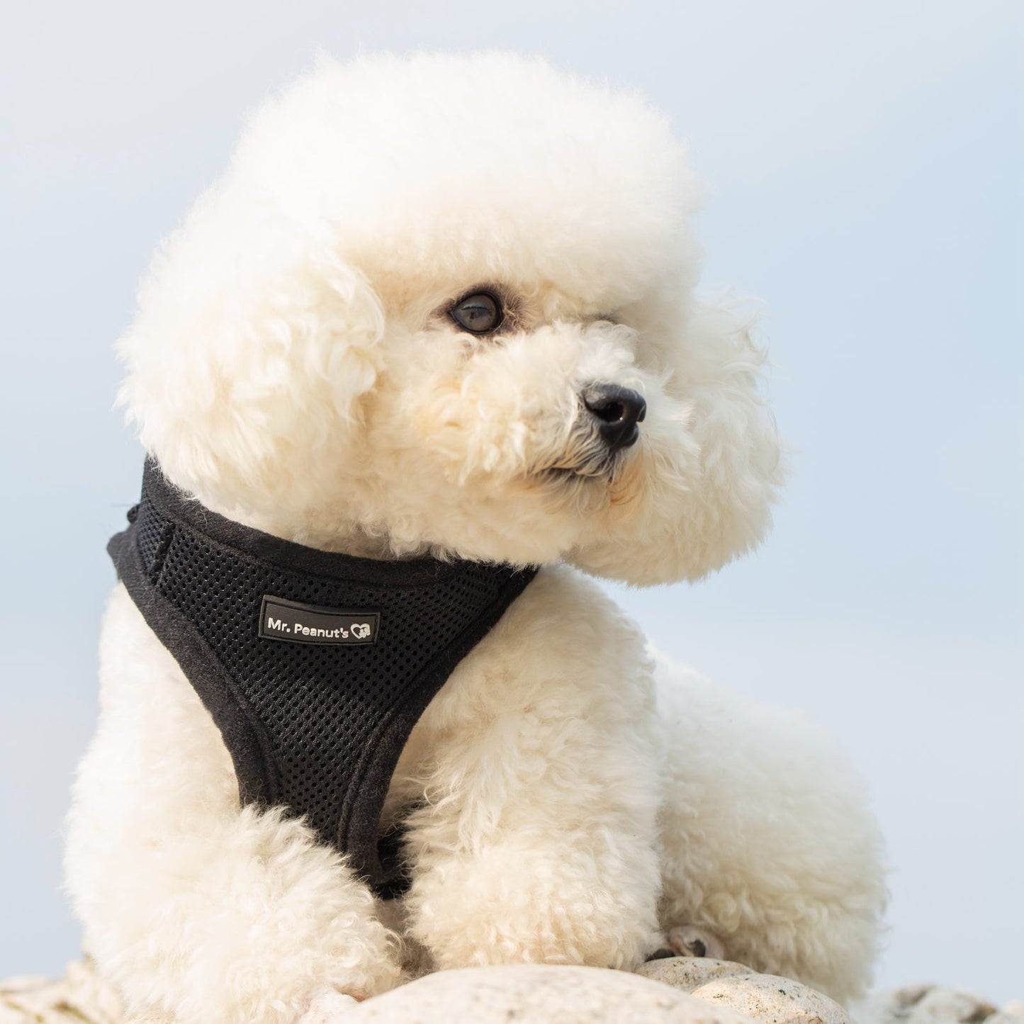 Mr. Peanut's PupTrek Soft Mesh Pet Harness with Matching Leash