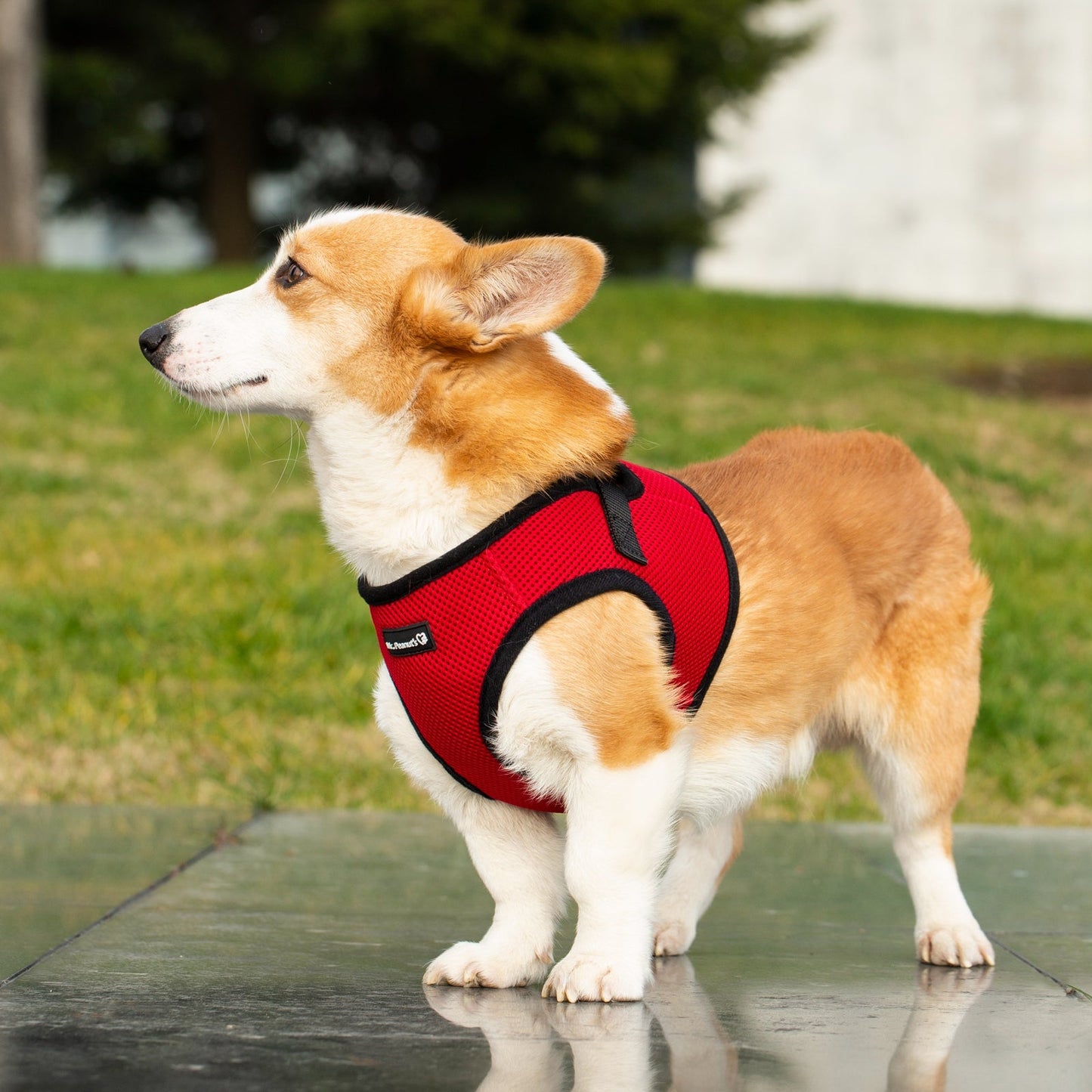 Mr. Peanut's PupTrek Soft Mesh Pet Harness with Matching Leash