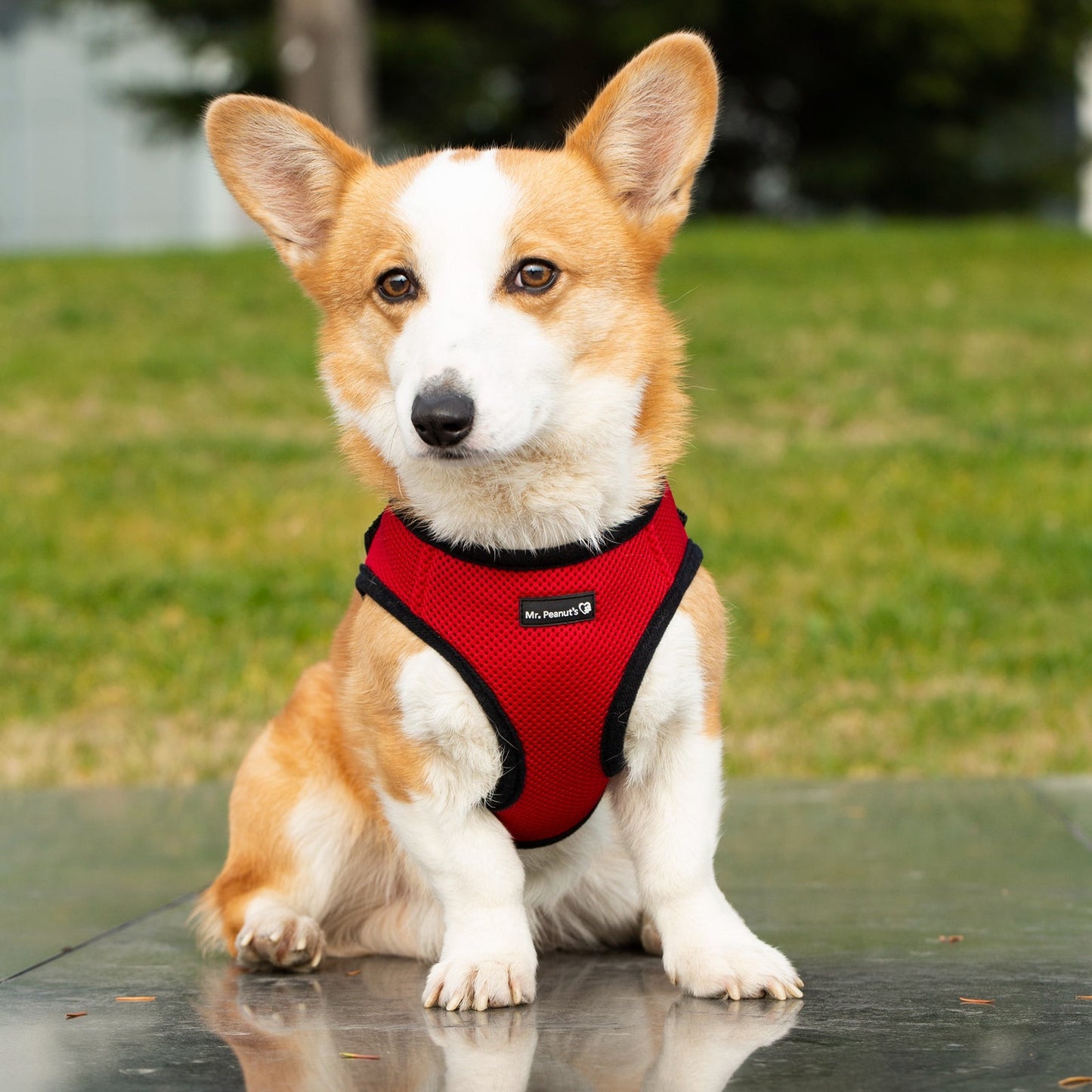 Mr. Peanut's PupTrek Soft Mesh Pet Harness with Matching Leash