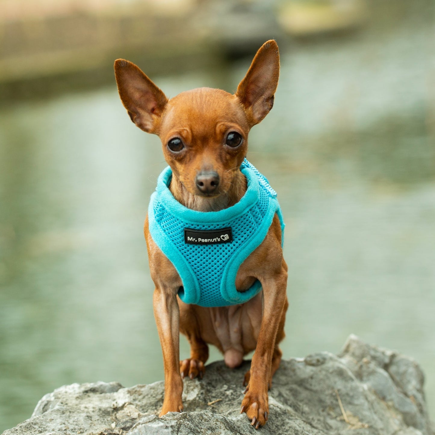 Mr. Peanut's PupTrek Soft Mesh Pet Harness with Matching Leash