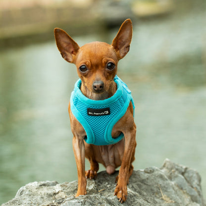 Mr. Peanut's PupTrek Soft Mesh Pet Harness with Matching Leash