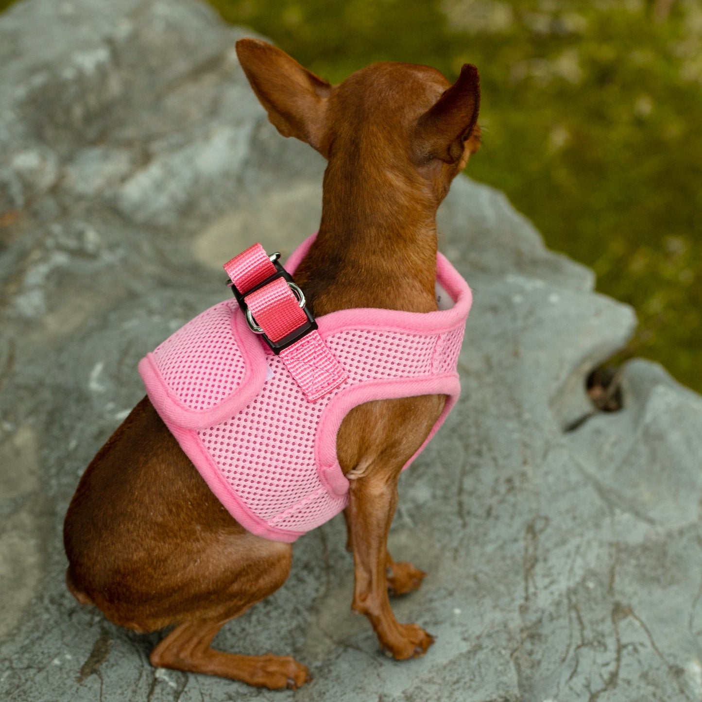 Mr. Peanut's PupTrek Soft Mesh Pet Harness with Matching Leash