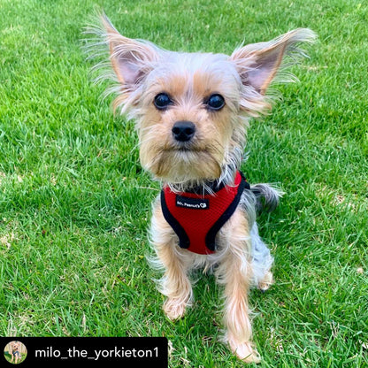 Mr. Peanut's PupTrek Soft Mesh Pet Harness with Matching Leash