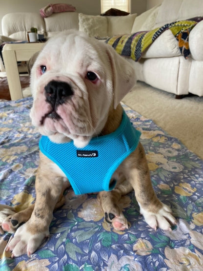 Mr. Peanut's PupTrek Soft Mesh Pet Harness with Matching Leash