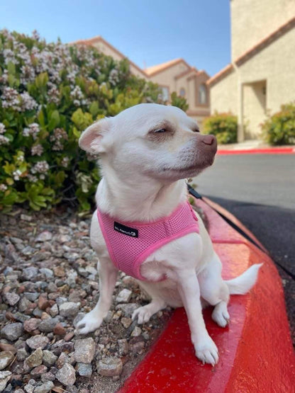 Mr. Peanut's PupTrek Soft Mesh Pet Harness with Matching Leash